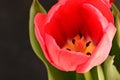 the very pretty colorful spring garden tulip flower close up view in my garden Royalty Free Stock Photo