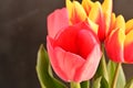 the very pretty colorful spring garden tulip flower close up view in my garden Royalty Free Stock Photo