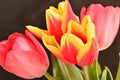 the very pretty colorful spring garden tulip flower close up view in my garden Royalty Free Stock Photo