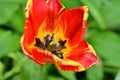 very pretty colorful spring garden tulip flower in the sunshine Royalty Free Stock Photo