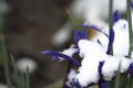 very pretty colorful spring iris flower under snow Royalty Free Stock Photo