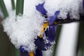 very pretty colorful spring iris flower under snow Royalty Free Stock Photo