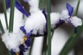 very pretty colorful spring iris flower under snow Royalty Free Stock Photo