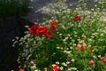 The very pretty colorful spring at my home