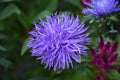 The very pretty colorful summer flower close up