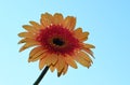 The very pretty colorful summer flower close up