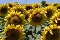 The very pretty colorful sunflowers at my home