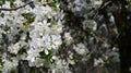 The very pretty colorful tree blossoms close up