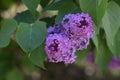 Very pretty colorful TREE BLOSSOMS close up