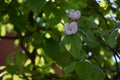 Very pretty colorful TREE BLOSSOMS close up