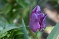 Very pretty colorful tulip close up