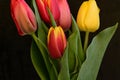 the very pretty colorful tulip flower bouquet close up view Royalty Free Stock Photo