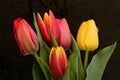 the very pretty colorful tulip flower bouquet close up view Royalty Free Stock Photo