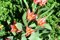 the very pretty colorful tulip spring flower close up view Royalty Free Stock Photo