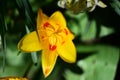 the very pretty colorful tulip spring flower close up view Royalty Free Stock Photo