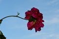 The very pretty dahlia flower close up