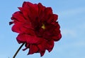 The very pretty dahlia flower close up