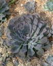 Very pretty Echeveria succulent