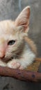 Very pretty eyes on kittens Royalty Free Stock Photo