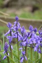 Very Pretty Flowering Common Bluebells in Springtime