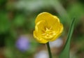 Very Pretty Flowering Yellow Tulip Blooming in a Garden