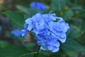 Very Pretty Light Blue Hydrangea Bush Blooming Royalty Free Stock Photo