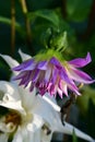 The very pretty lilac chrysanthemum close up