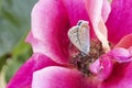 very pretty little butterflay on a colorful garden flower Royalty Free Stock Photo