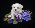 Very Pretty Malti-Poo Puppy Royalty Free Stock Photo