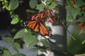 Picture Perfect Up Close Milkweed Butterfly in a Garden