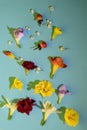 Beautiful spring multicolor floating flowers  close up Royalty Free Stock Photo