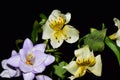 Very pretty multicolor flowers close up