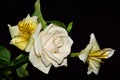 Very pretty multicolor flowers close up