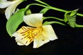 Very pretty multicolor flowers close up