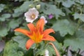 A very pretty orange flower with green leaves Royalty Free Stock Photo