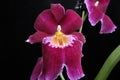 The very pretty orchid close up in the sunshine Royalty Free Stock Photo