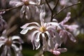 Very Pretty Pale Pink Magnolia Blossom Flowering