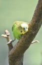 Pretty Squaking Shell Parakeet Perched in a Tree Royalty Free Stock Photo