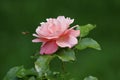 A very pretty pink rose blossom on green background