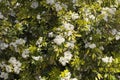 Very pretty pink tree blossoms in the sunshine Royalty Free Stock Photo