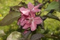 Very pretty pink tree blossoms in the sunshine Royalty Free Stock Photo