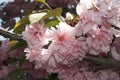 Very pretty pink tree blossoms in the sunshine Royalty Free Stock Photo