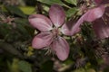 Very pretty pink tree blossoms in the sunshine Royalty Free Stock Photo