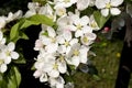 Very pretty pink tree blossoms in the sunshine Royalty Free Stock Photo