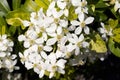 Very pretty pink tree blossoms in the sunshine Royalty Free Stock Photo