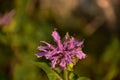 Very Pretty Purple Horsemint Flower Blossom Blooming