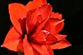 The very pretty red amaryllis close up in the sunshine