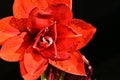 The very pretty red amaryllis close up in the sunshine