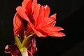 The very pretty red amaryllis close up in the sunshine