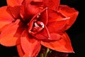 The very pretty red amaryllis close up in the sunshine